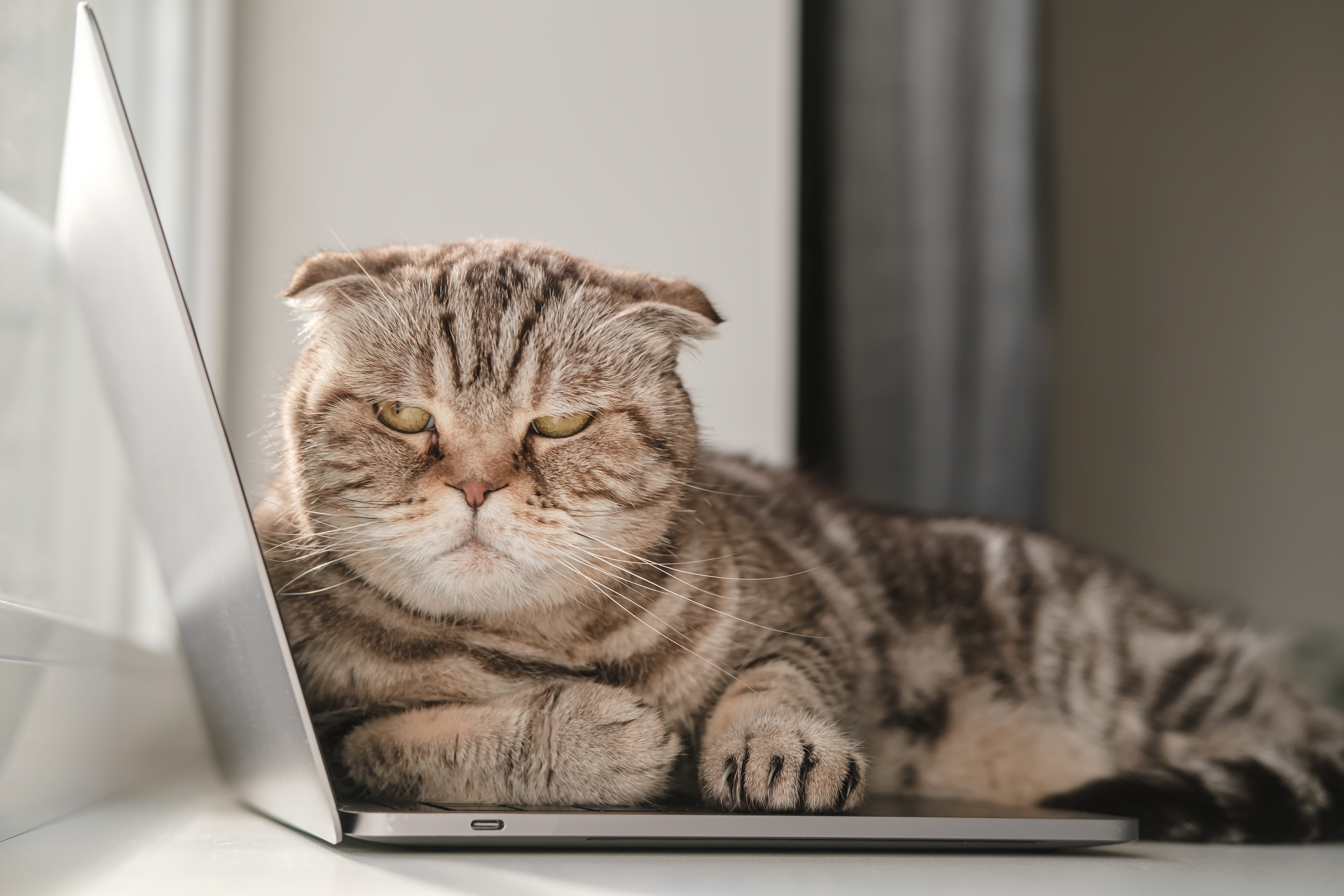A cat sitting on a laptop while someone works remotely.